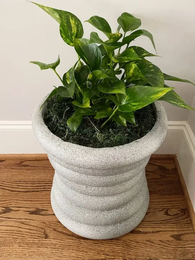 How to Build A Stylish DIY Tall Planter For Under $10