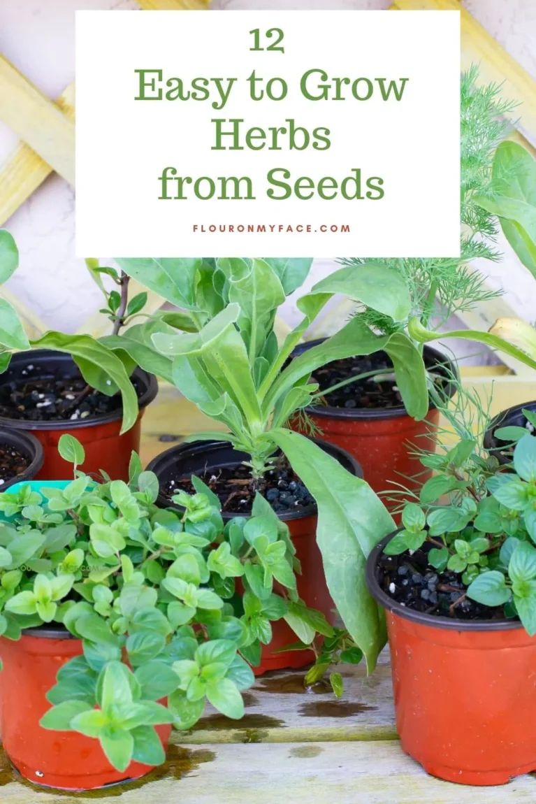 12 Easy Herbs to Grow from Seeds